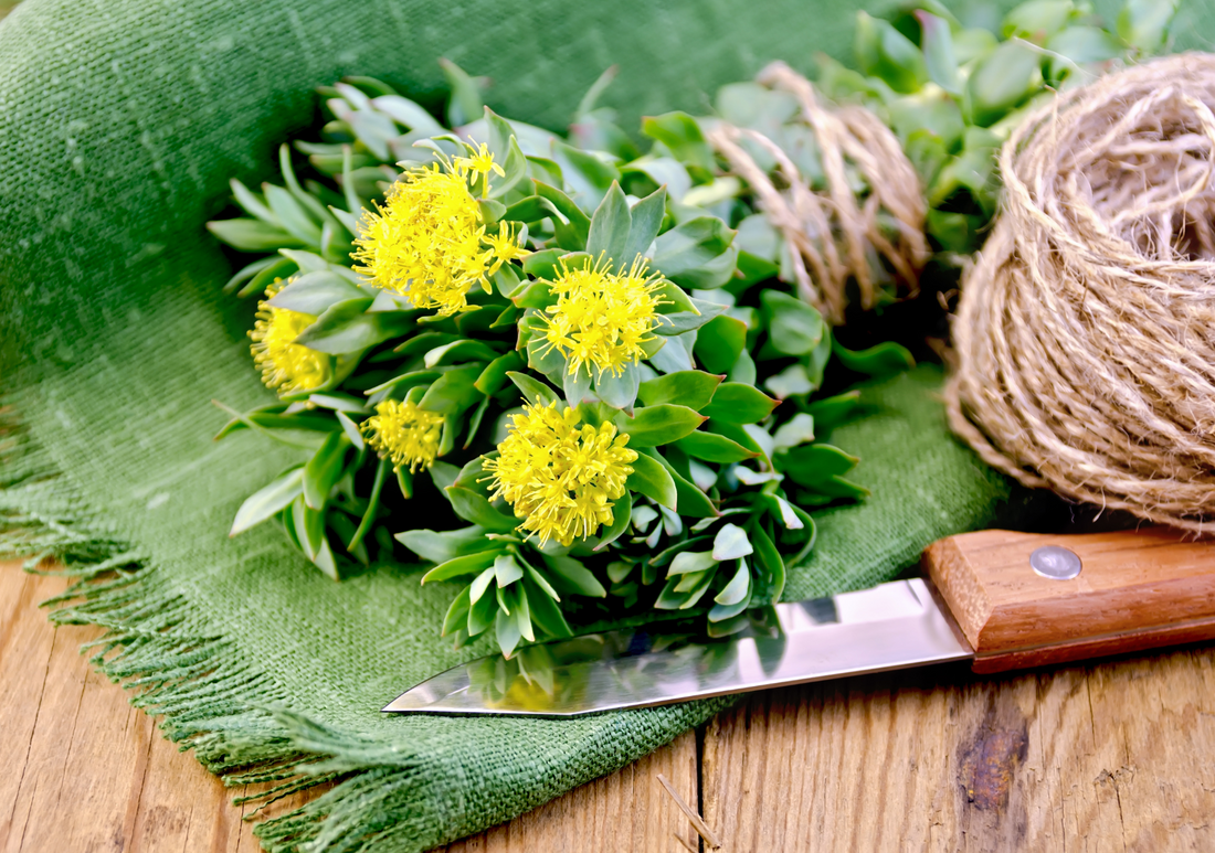 What Experts Are Saying About Rhodiola Rosea