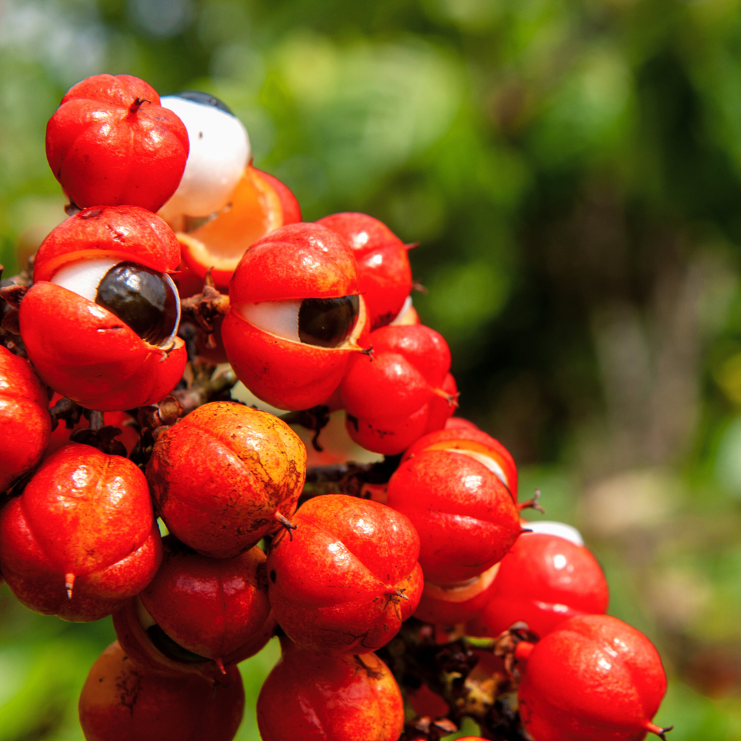 Why Guarana is the Best Source for Caffeine