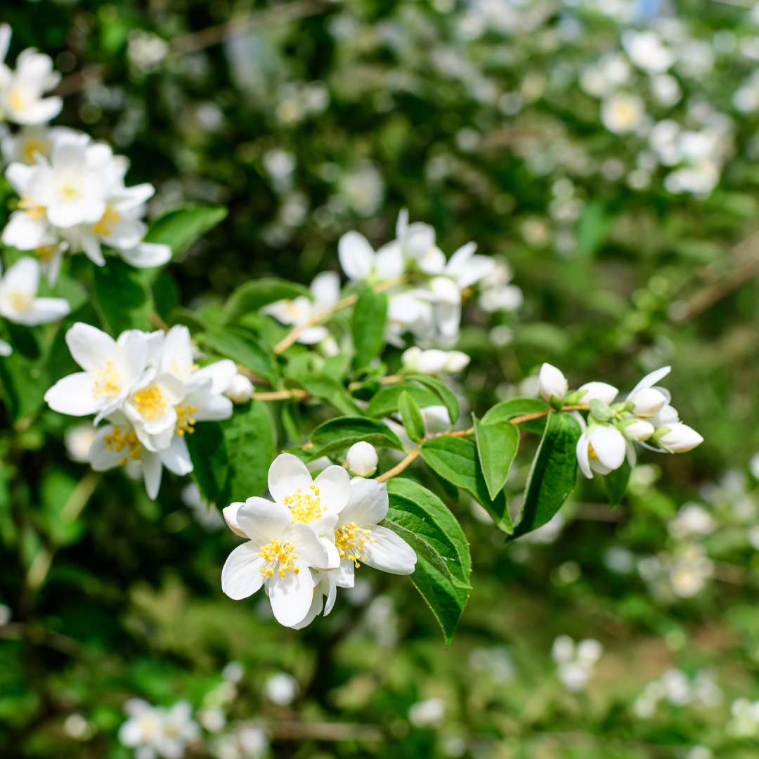 Bacopa Monnieri: The Memory-Boosting Herb You Need to Know About